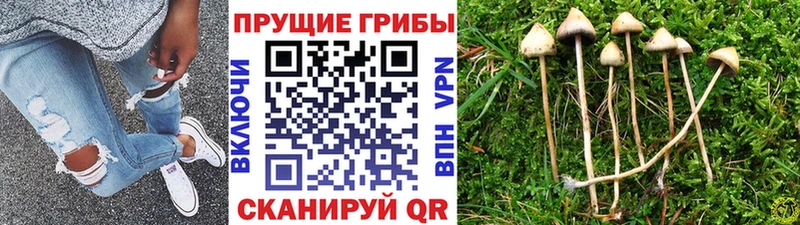Купить  Карабаш  Псилоцибиновые грибы Cubensis 